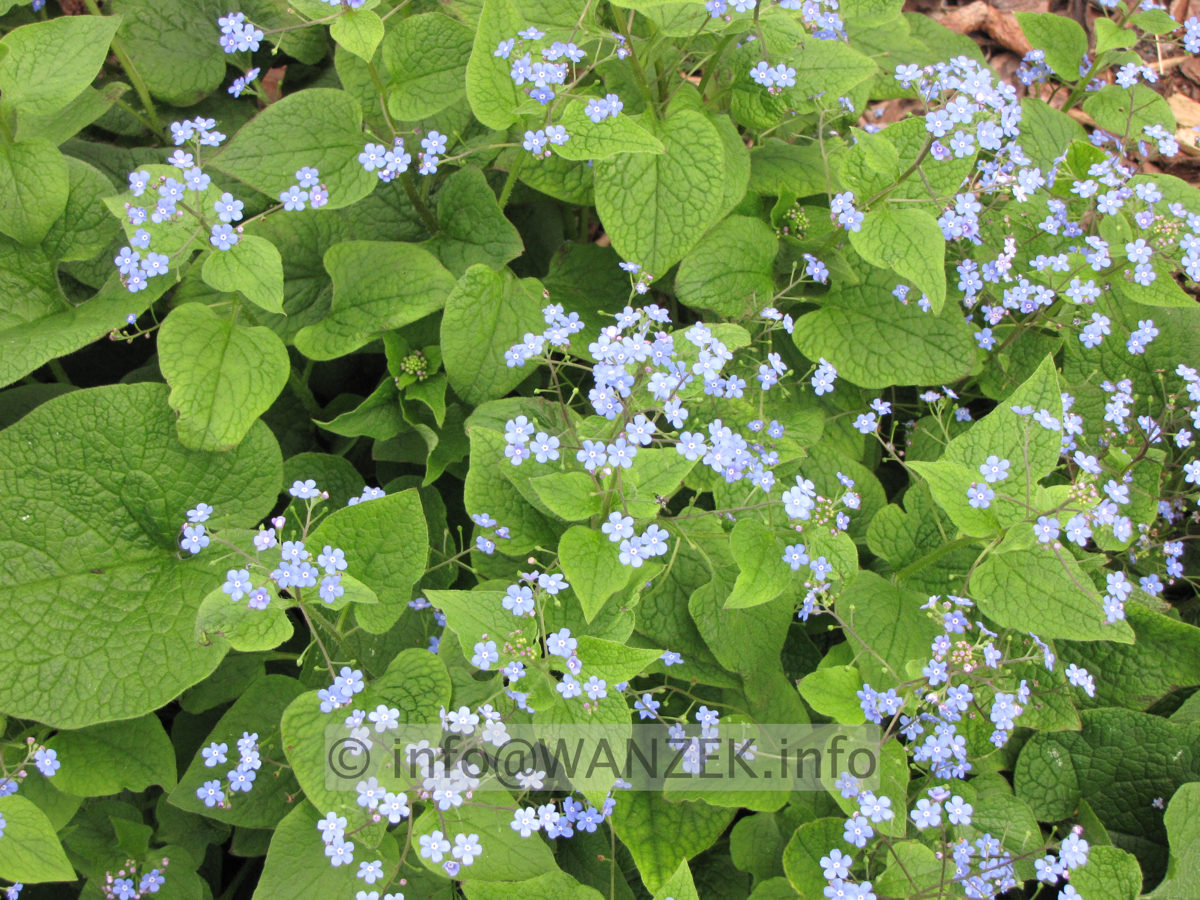 Brunnera macrophylla - nah.JPG